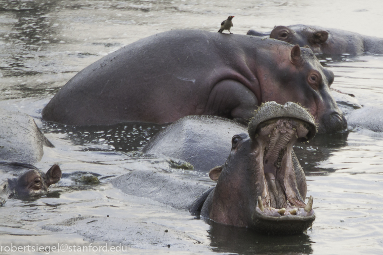 hippo